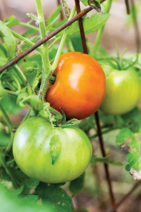 This modern Terra-Cotta Tomato the author is growing today is not quite as large as the original, although some vines seem to be producing increasingly larger and larger fruit.